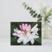 Carte Postale Virginia Rhododendron (Debout devant)