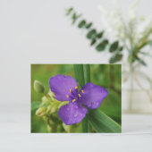Carte postale Virginia Spiderwort (Debout devant)
