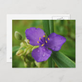 Carte postale Virginia Spiderwort (Devant / Derrière)