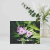 Carte Postale Virginia Spiderwort (Debout devant)