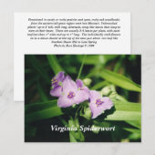 Carte Postale Virginia Spiderwort (Devant / Derrière)