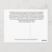 Carte Postale Virginia Spiderwort (Dos)