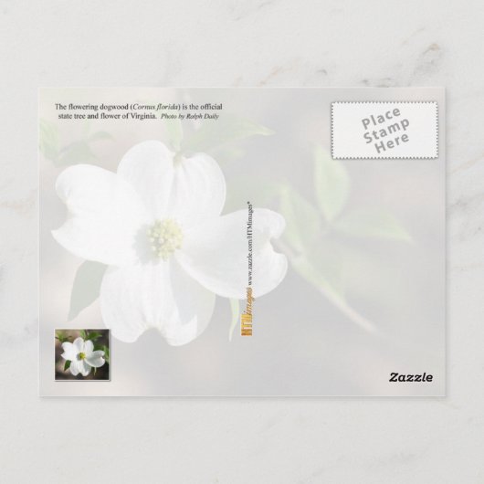 Carte Postale Virginia State Flower : Bois de chien (Dos)