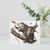 Carte Postale Virginian Opossum Didelphis Virginia Illustration (Debout devant)