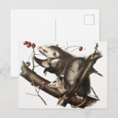 Carte Postale Virginian Opossum Didelphis Virginia Illustration (Devant / Derrière)