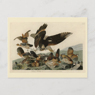 Carte Postale Virginian Partridge, Audubon's Birds of America