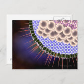 Carte Postale Virus Herpes (Devant / Derrière)