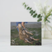 Carte Postale Vis du mouton (Debout devant)
