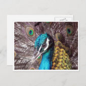 Carte Postale visage bleu paon (Devant / Derrière)