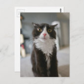 Carte Postale Visage de chat drôle (Devant / Derrière)