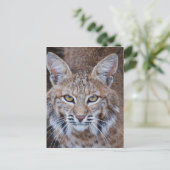 Carte Postale Visage de chat sauvage (Debout devant)