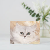 Carte Postale visage de chaton persan (Debout devant)