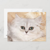 Carte Postale visage de chaton persan (Devant / Derrière)