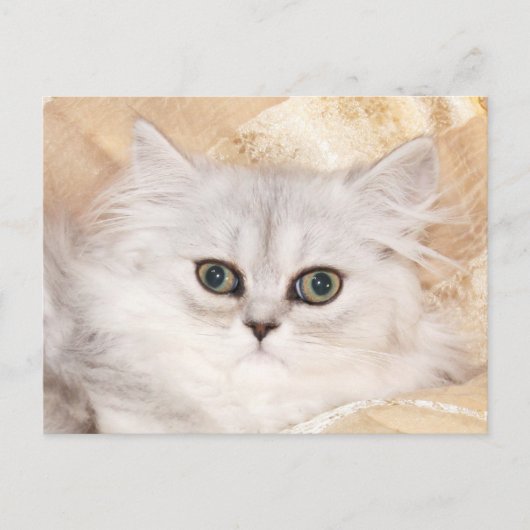 Carte Postale visage de chaton persan (Devant)
