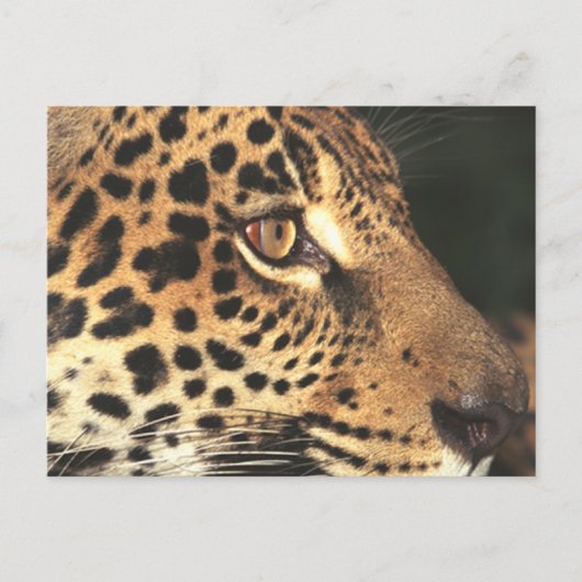 Carte Postale Visage de Cheetah (Devant)