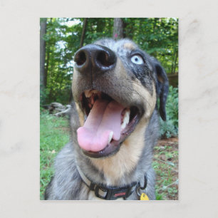Carte Postale Visage de chien léopard Catahoula