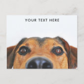 Carte postale Visage de chien mignon (Devant)