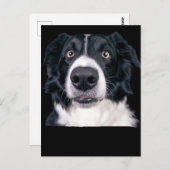 Carte Postale Visage de chien noir et blanc (Devant / Derrière)