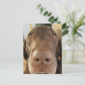 Carte Postale visage de chocolat labrador (Debout devant)