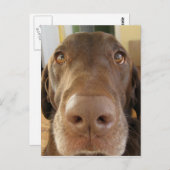 Carte Postale visage de chocolat labrador (Devant / Derrière)