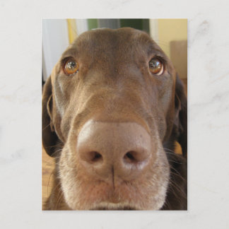 Carte Postale visage de chocolat labrador