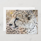 Carte Postale Visage de guépard animal sauvage (Devant / Derrière)