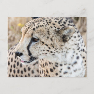 Carte Postale Visage de guépard animal sauvage