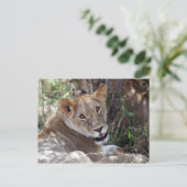Carte Postale visage de lion (Debout devant)