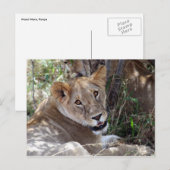Carte Postale visage de lion (Devant / Derrière)