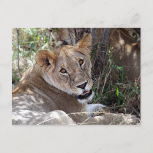 Carte Postale visage de lion