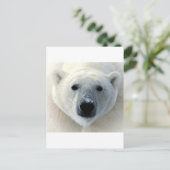 Carte Postale Visage de l'ours polaire (Debout devant)