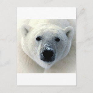 Carte Postale Visage de l'ours polaire