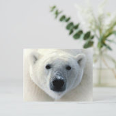 Carte Postale Visage de l'ours polaire (Debout devant)
