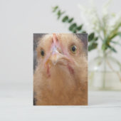 Carte Postale Visage de poulet (Debout devant)