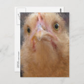 Carte Postale Visage de poulet (Devant / Derrière)