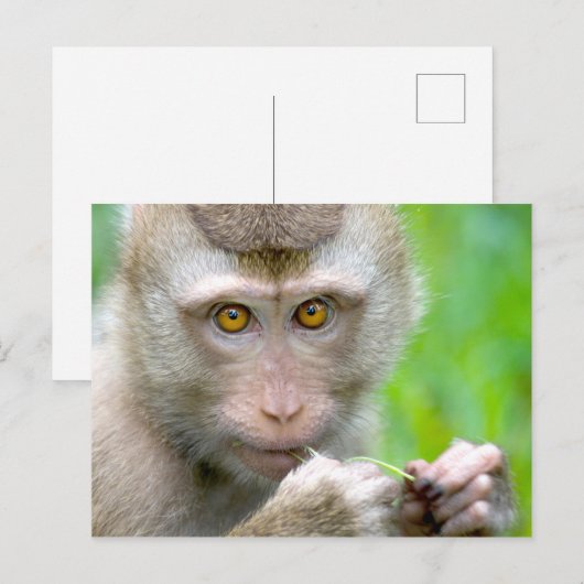 Carte Postale Visage de singe bébé (Devant / Derrière)