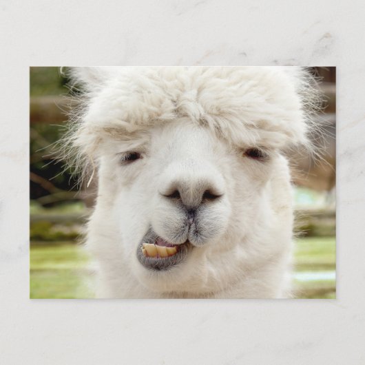 Carte Postale Visage drôle Alpaca (Devant)