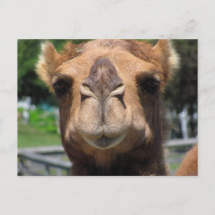 Carte Postale Visage du chameau