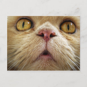 Carte Postale Visage du chat perse