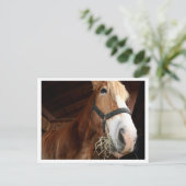 Carte Postale Visage du cheval (Debout devant)