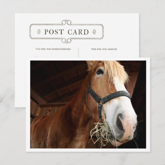 Carte Postale Visage du cheval (Devant / Derrière)