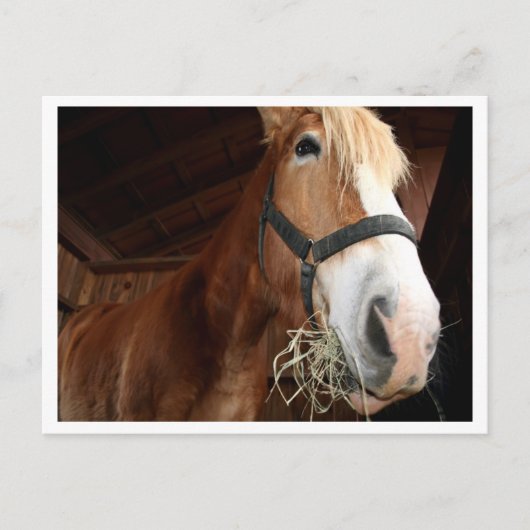 Carte Postale Visage du cheval (Devant)