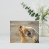 Carte Postale Visage du lion de mer bébé (Debout devant)