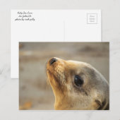 Carte Postale Visage du lion de mer bébé (Devant / Derrière)