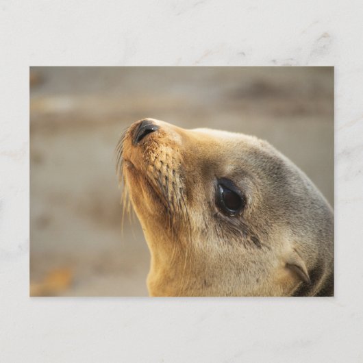 Carte Postale Visage du lion de mer bébé (Devant)