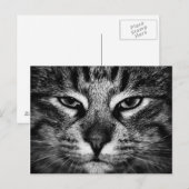 Carte Postale Visage d'un chat forestier norvégien (Devant / Derrière)
