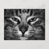 Visage d'un chat forestier norvégien