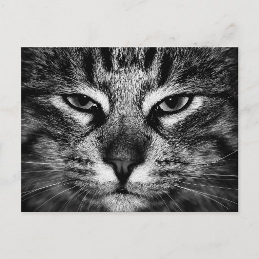 Carte Postale Visage d'un chat forestier norvégien (Devant)