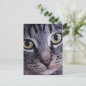 Carte Postale Visage gris de chaton (Debout devant)