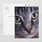 Carte Postale Visage gris de chaton (Devant / Derrière)